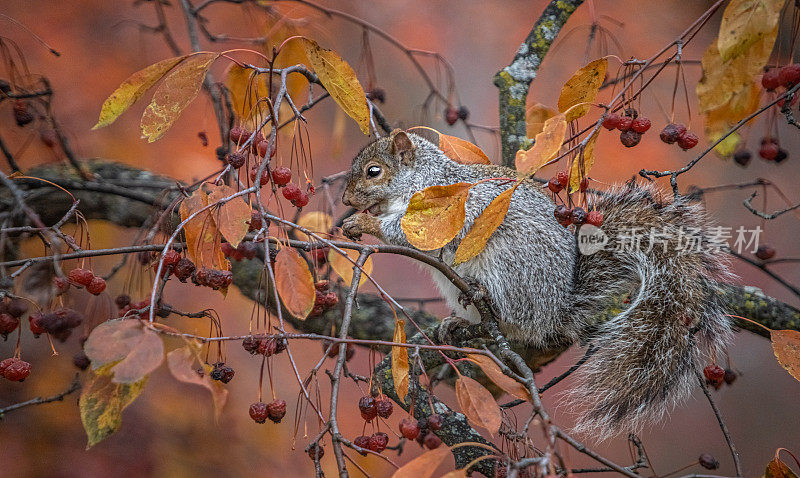 东方灰松鼠，scuriolo gris， (sciurus carolinensis)， Écureuil gris。